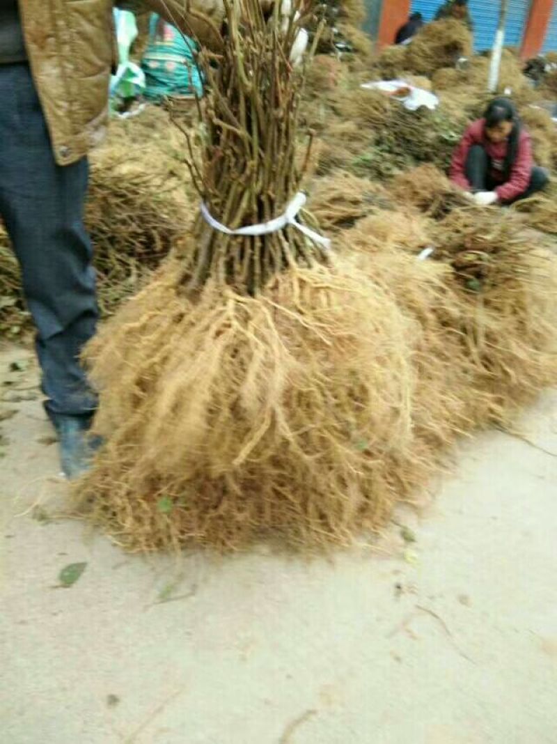 红阳猕猴桃嫁接苗徐香翠香猕猴桃苗金燕猕猴桃苗东红猕猴桃