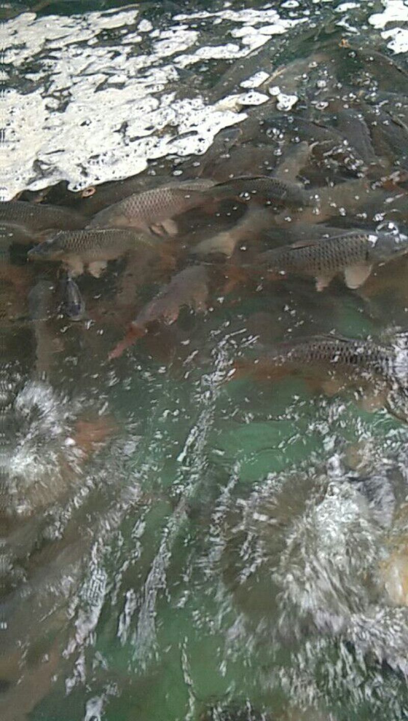 池鲤鱼1~2公斤食用