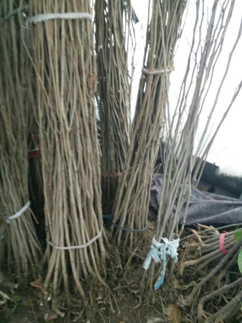 紫荆苗，紫荆花树苗庭院开花紫荆树苗耐寒绿化工程苗南北方种