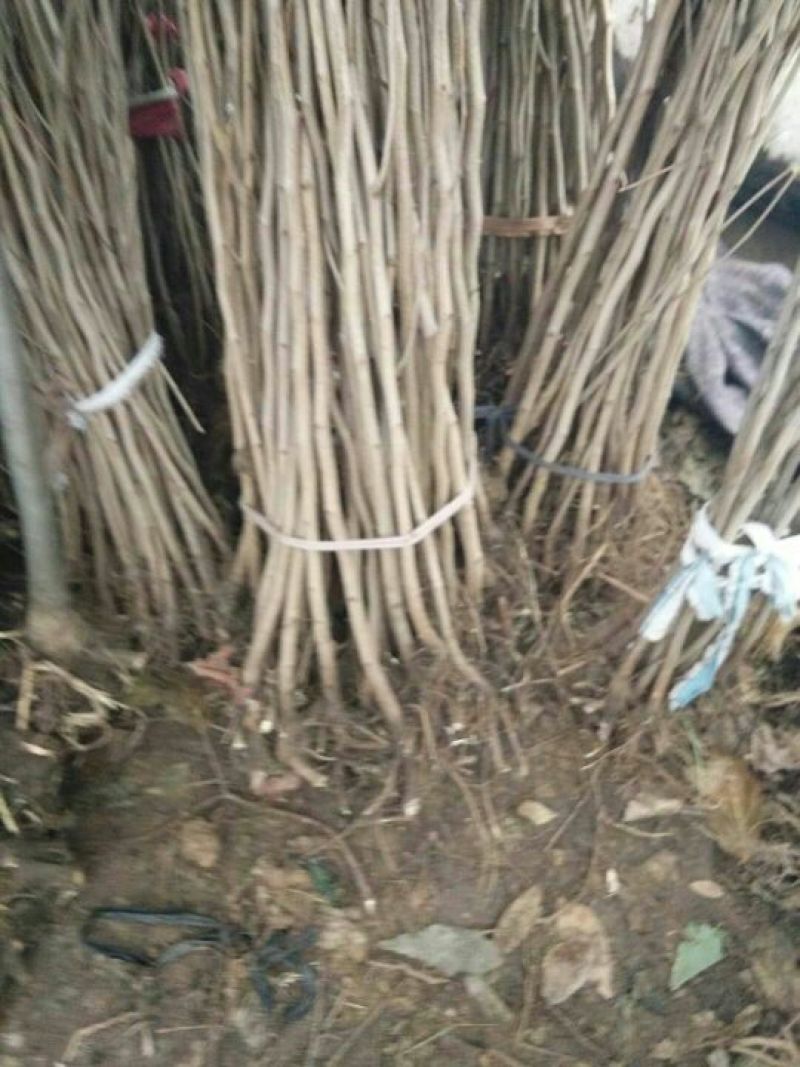 紫荆苗，紫荆花树苗庭院开花紫荆树苗耐寒绿化工程苗南北方种