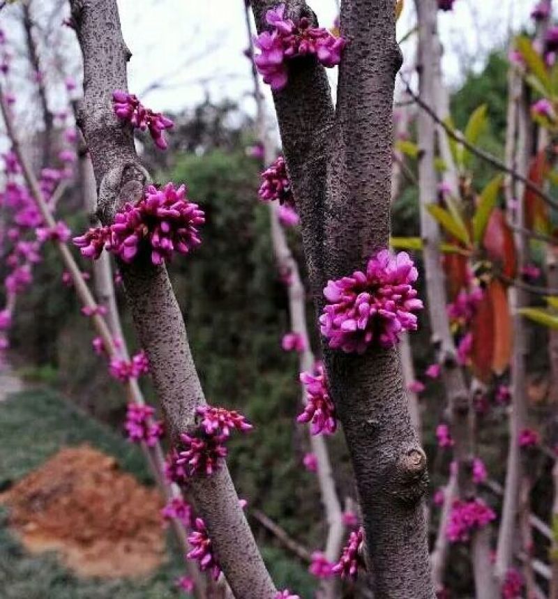 紫荆苗，紫荆花树苗庭院开花紫荆树苗耐寒绿化工程苗南北方种