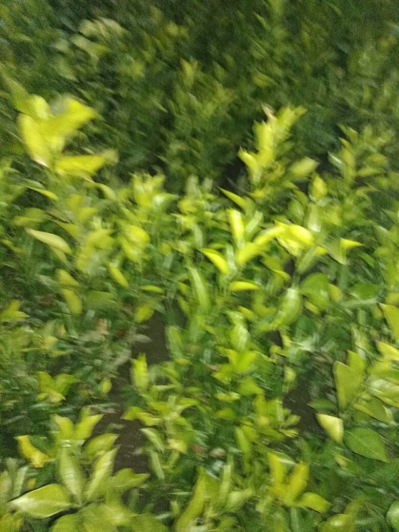 耙耙柑橘子苗基地直发保湿发货
