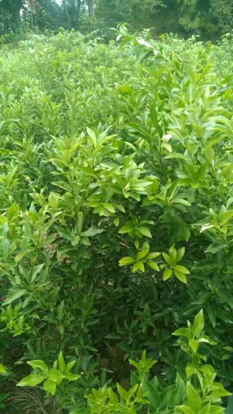 耙耙柑橘子苗基地直发保湿发货
