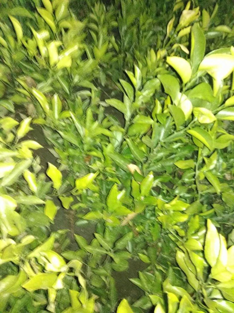 耙耙柑橘子苗基地直发保湿发货