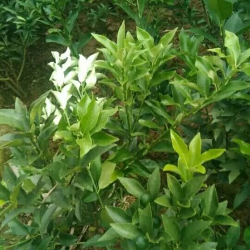 耙耙柑橘子苗基地直发保湿发货
