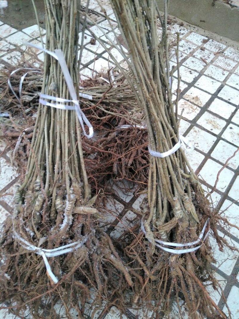 【开业大吉】正宗嫁接大板栗大红袍板栗苗可视频看货