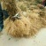 野生猕猴桃苗实生苗猕猴桃苗猕猴桃粘木苗基地直发量大从优