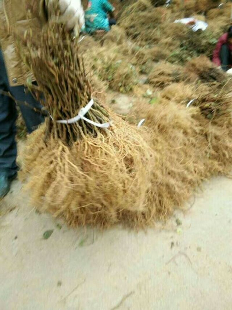 野生猕猴桃苗实生苗猕猴桃苗猕猴桃粘木苗基地直发量大从优