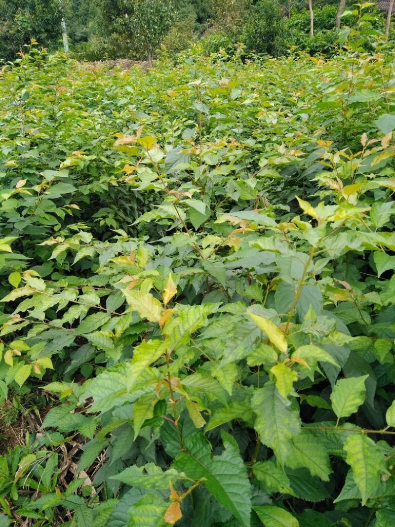 大青叶樱桃粘木苗毛樱桃苗实生樱桃苗樱桃实生苗野樱桃苗