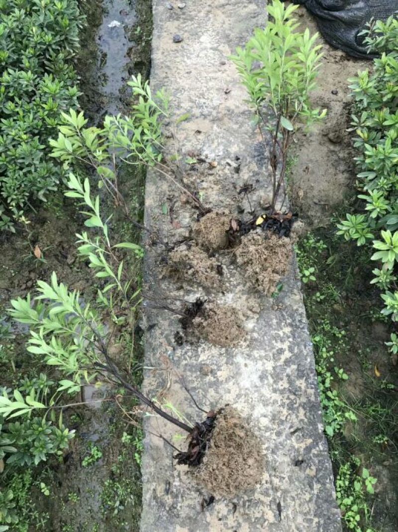 毛鹃苗20~30cm