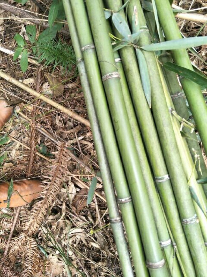 湖南苦竹3~4m湖南刚竹，广东刚竹