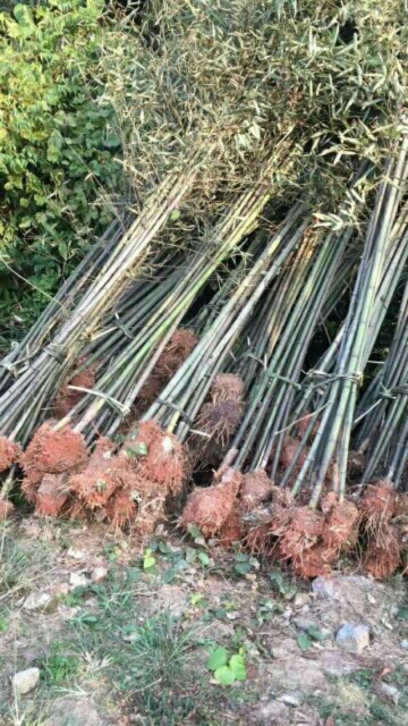 湖南苦竹3~4m湖南刚竹，广东刚竹