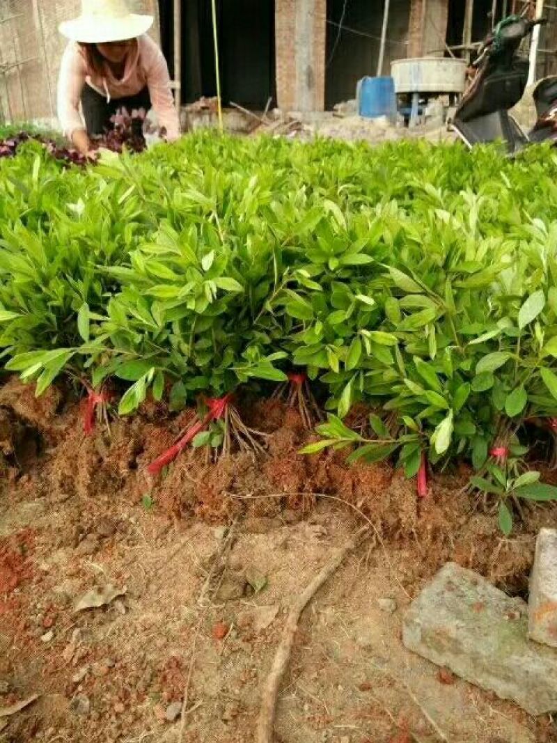 湖南金森女贞苗10cm以下湖北金森女贞