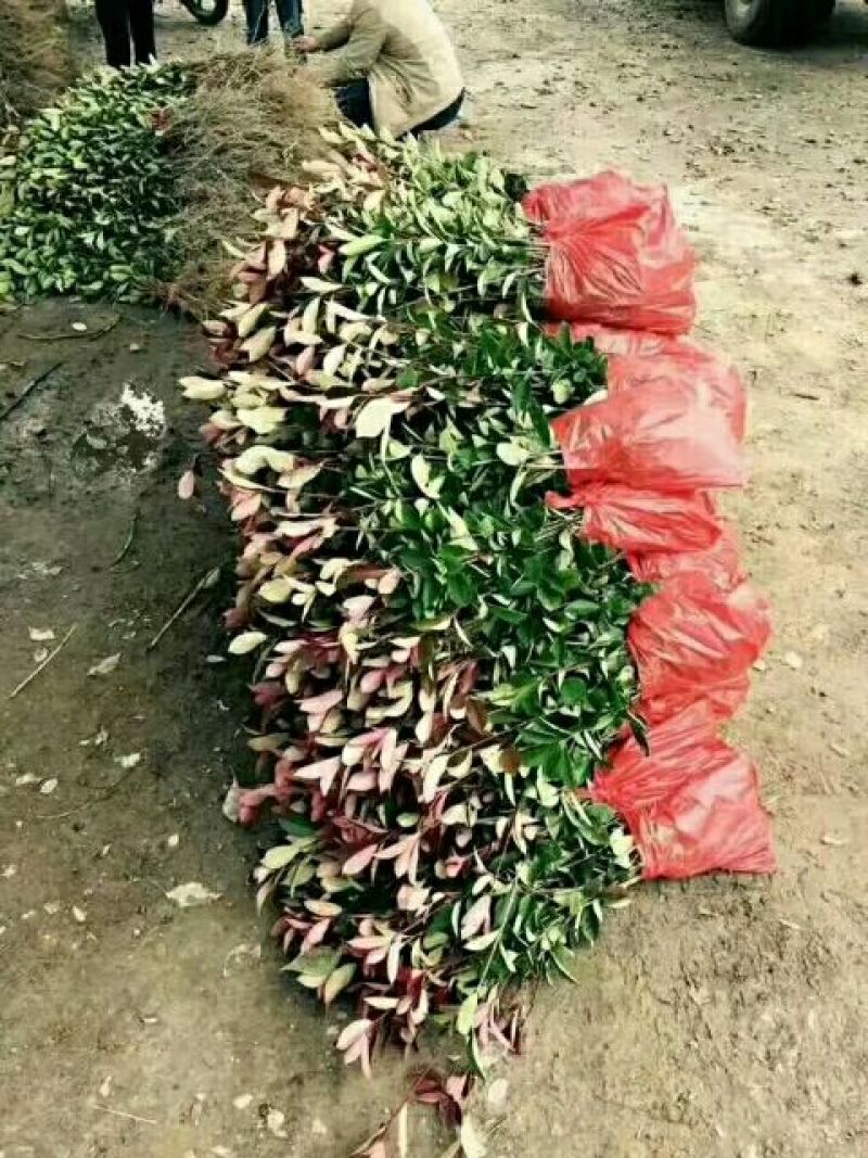 湖南金森女贞苗10cm以下湖北金森女贞