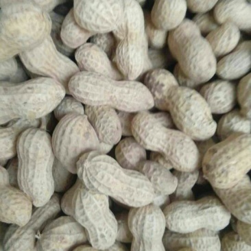 鲁花系列干货带壳，可做种子，好花生