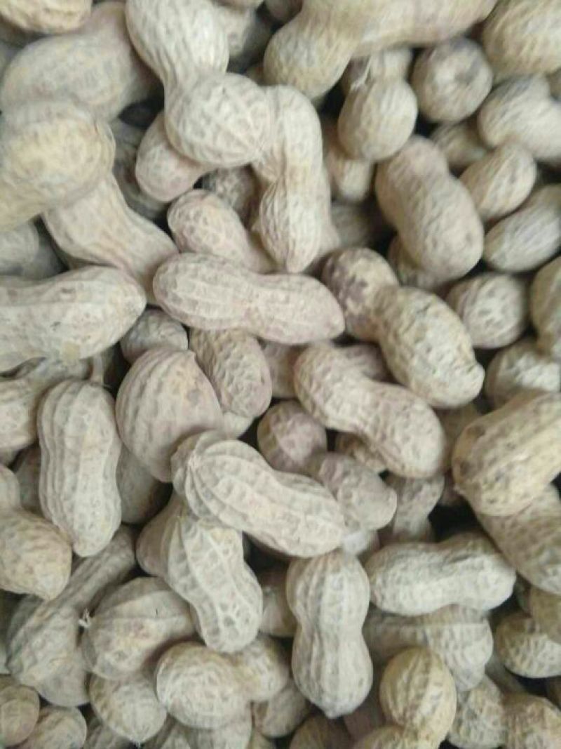 鲁花系列干货带壳，可做种子，好花生