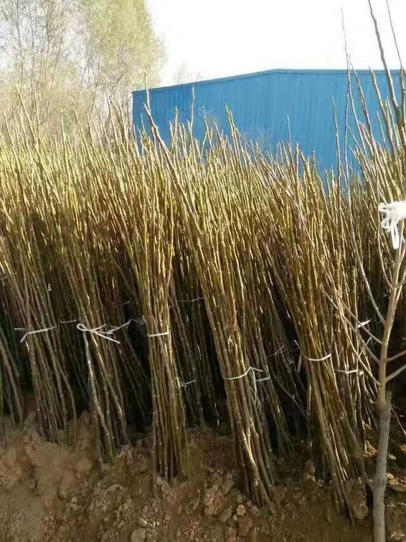 薄壳香核桃苗保湿邮寄提供技术指导质量保证