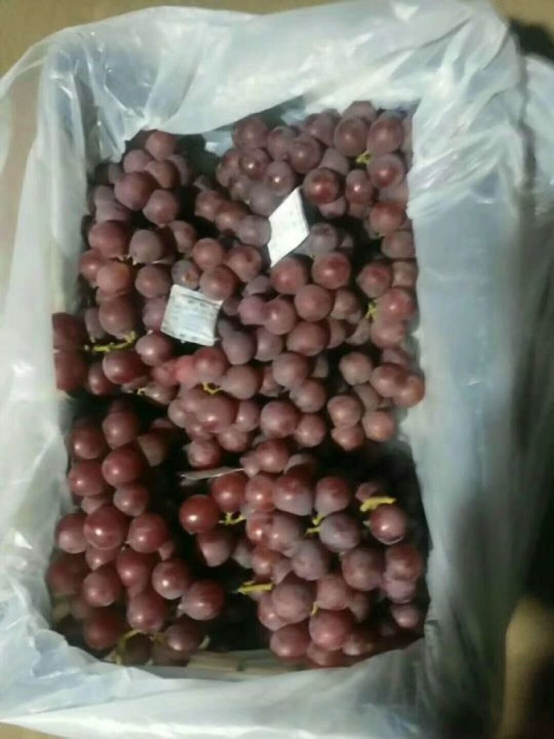 河北省邯郸市永年区豆下乡洋洋冷库巨峰葡萄大量出库中