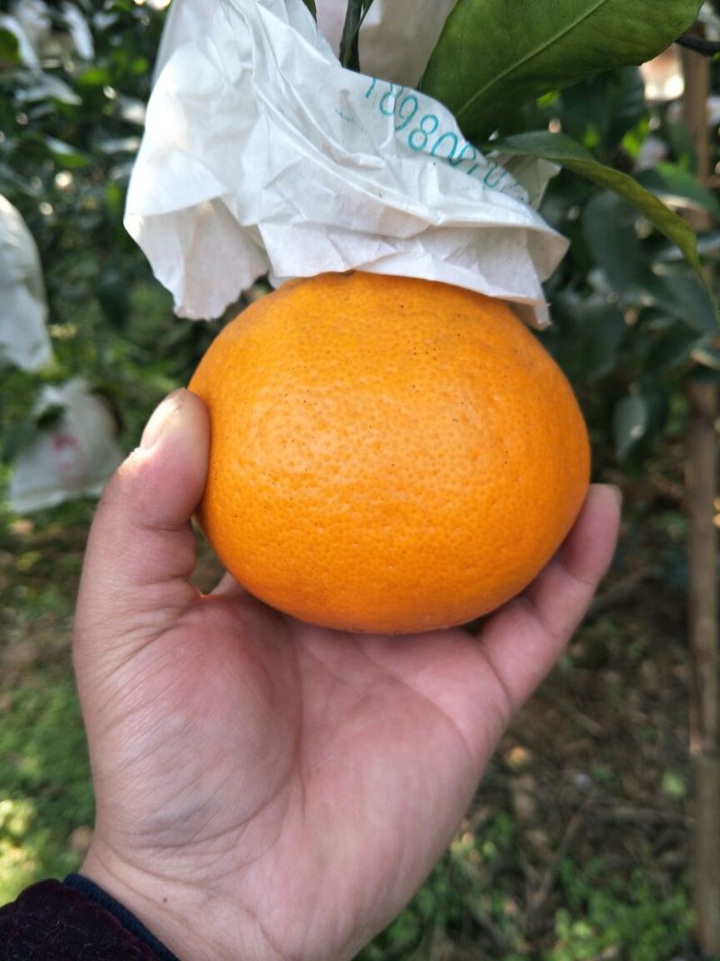 春见柑桔薄膜遮盖的耙耙安