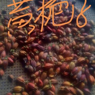 四川泸州彭氏栀子红统农家种植户果子饱满