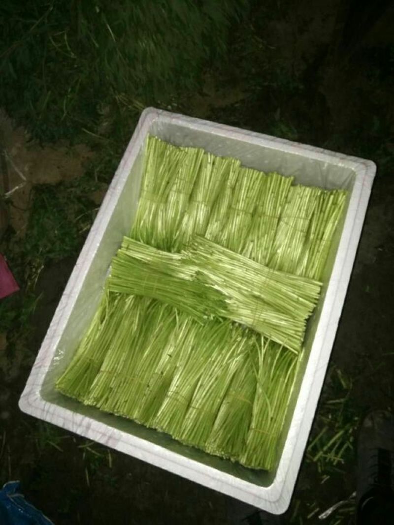 芦篙