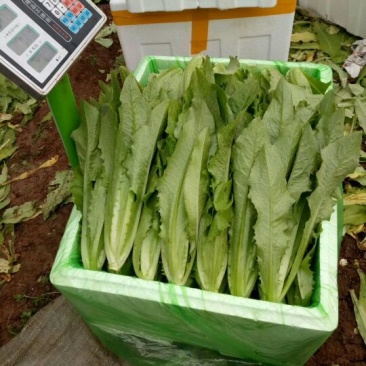 油麦菜20~25cm以上春季油麦已大量上市