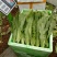 油麦菜20~25cm以上春季油麦已大量上市
