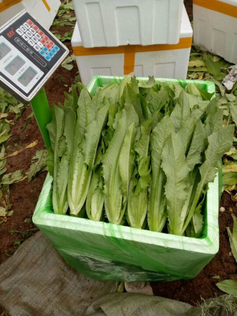油麦菜20~25cm以上春季油麦已大量上市