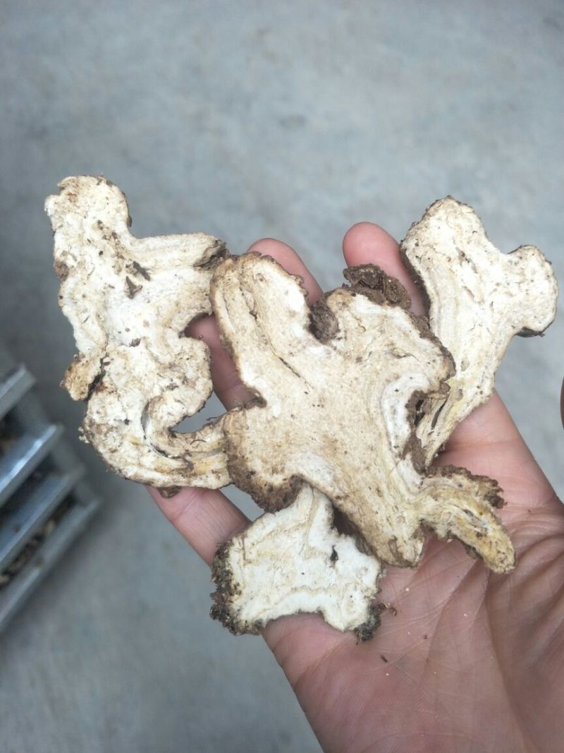白术片10~15g