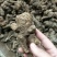 白术片10~15g