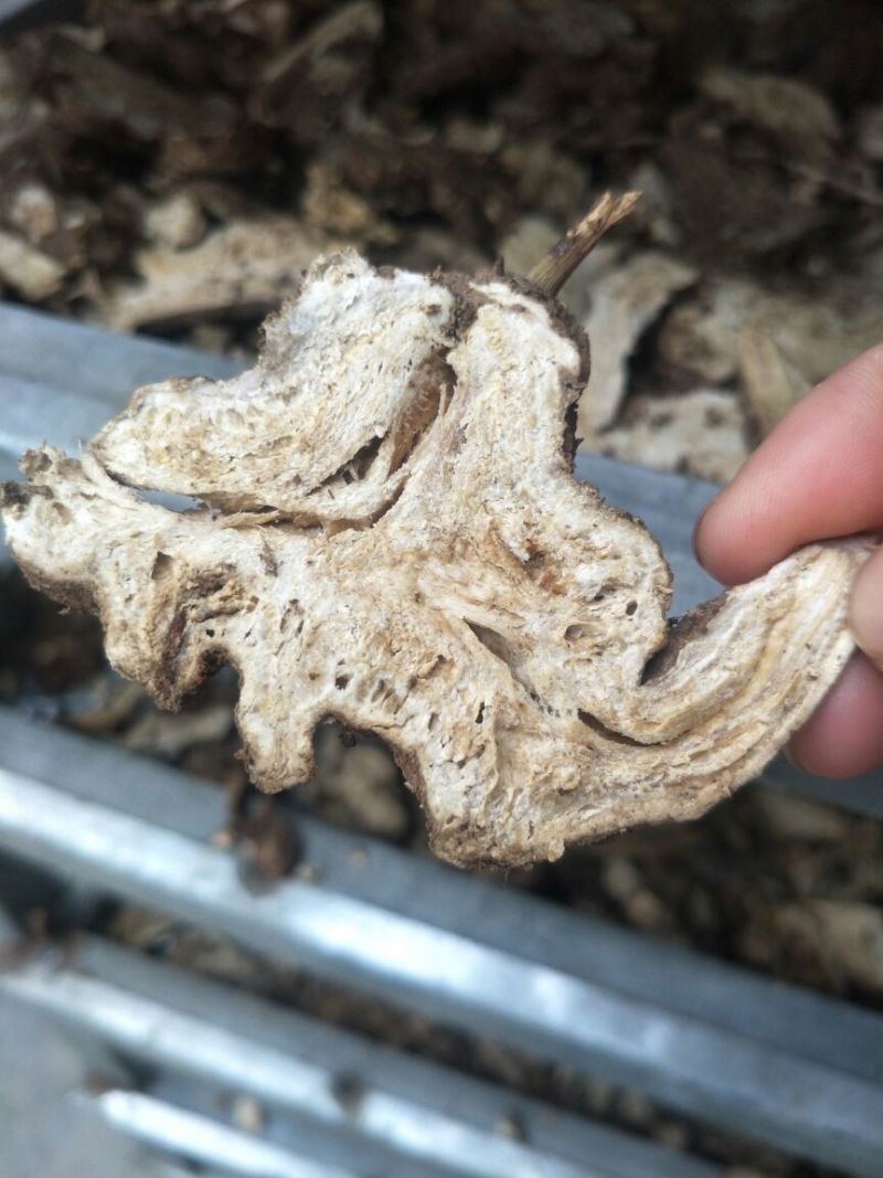 白术片10~15g