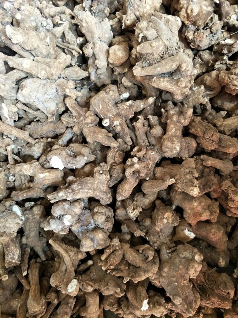 白术片炒白术片