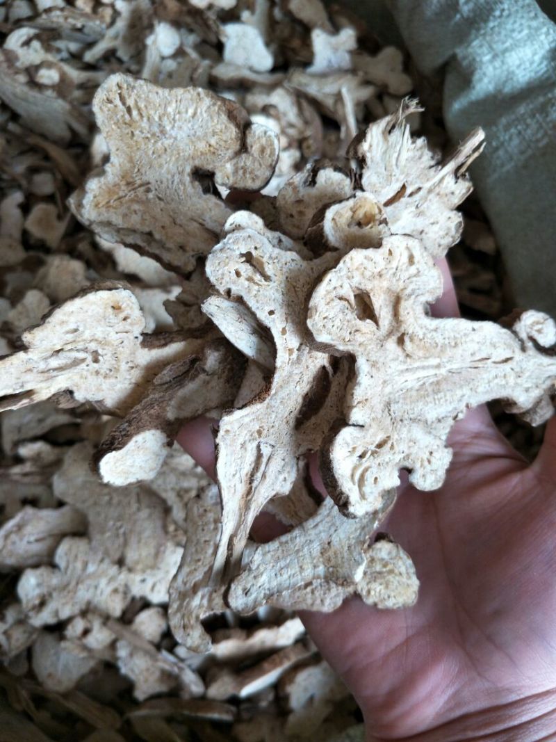 白术片炒白术片