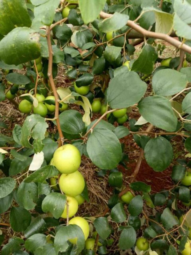 青枣苗30~50cm