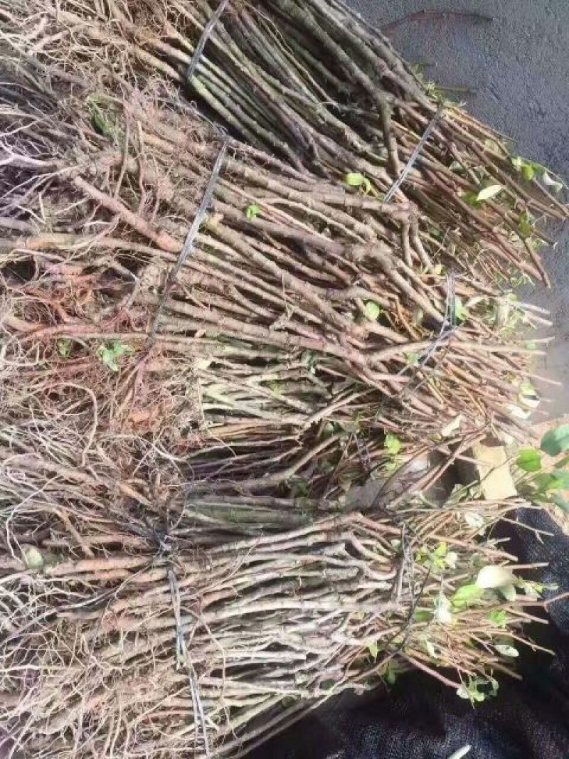 青枣苗30~50cm