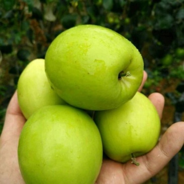 青枣苗30~50cm
