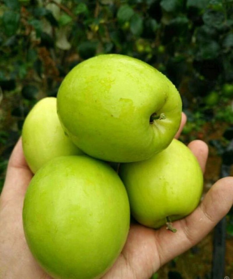 青枣苗30~50cm