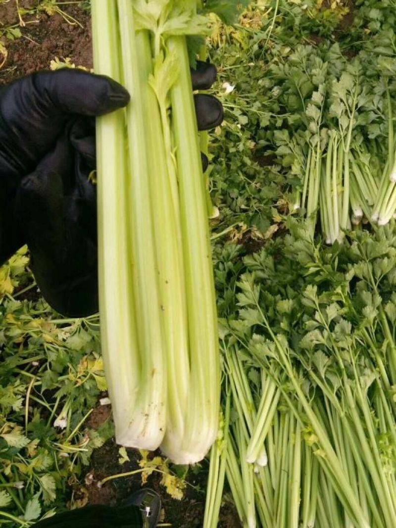 河南西芹60cm以上基地直供，品质保证，可视频看货