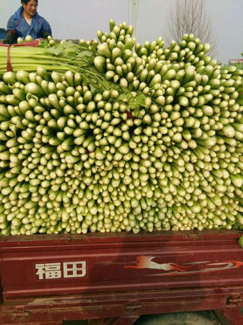 河南西芹60cm以上基地直供，品质保证，可视频看货