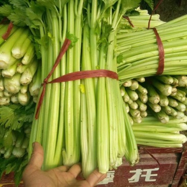 河南西芹60cm以上基地直供，品质保证，可视频看货