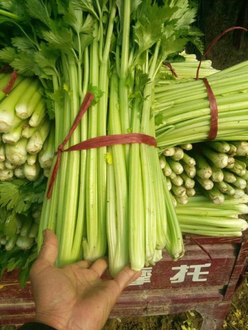 河南西芹60cm以上基地直供，品质保证，可视频看货