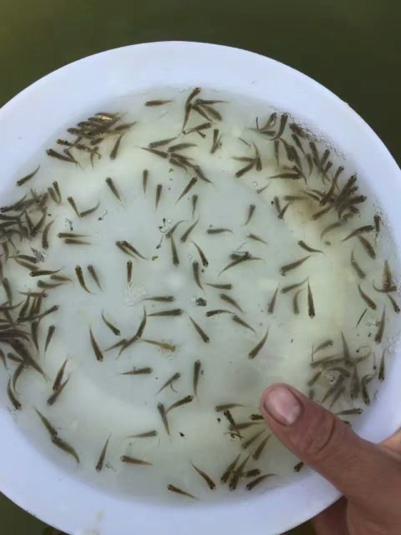 鲫鱼方正银鲫鱼苗