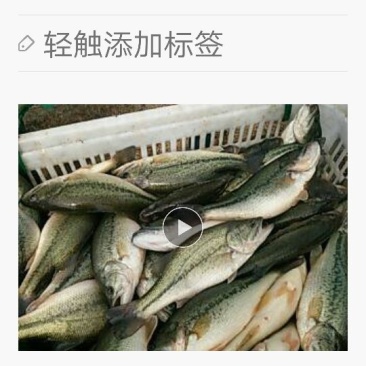 鲈鱼食用