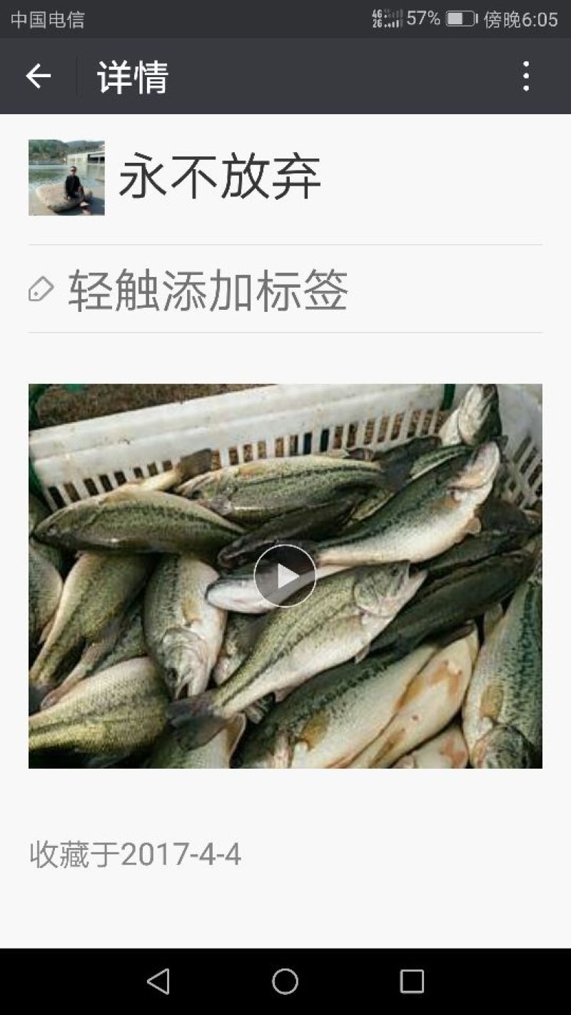 鲈鱼食用