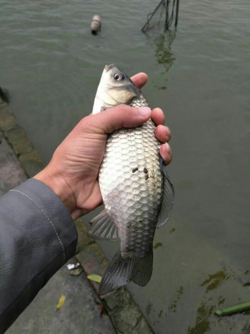 鲫鱼苗中科3号五号黄金鲫湘鲫良种鲫鱼可送货上门货到付款