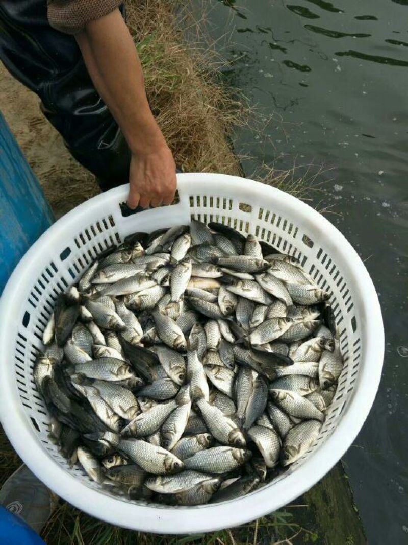 鲫鱼苗中科3号五号黄金鲫湘鲫良种鲫鱼可送货上门货到付款