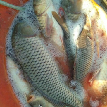 河鲤鱼1~2公斤食用