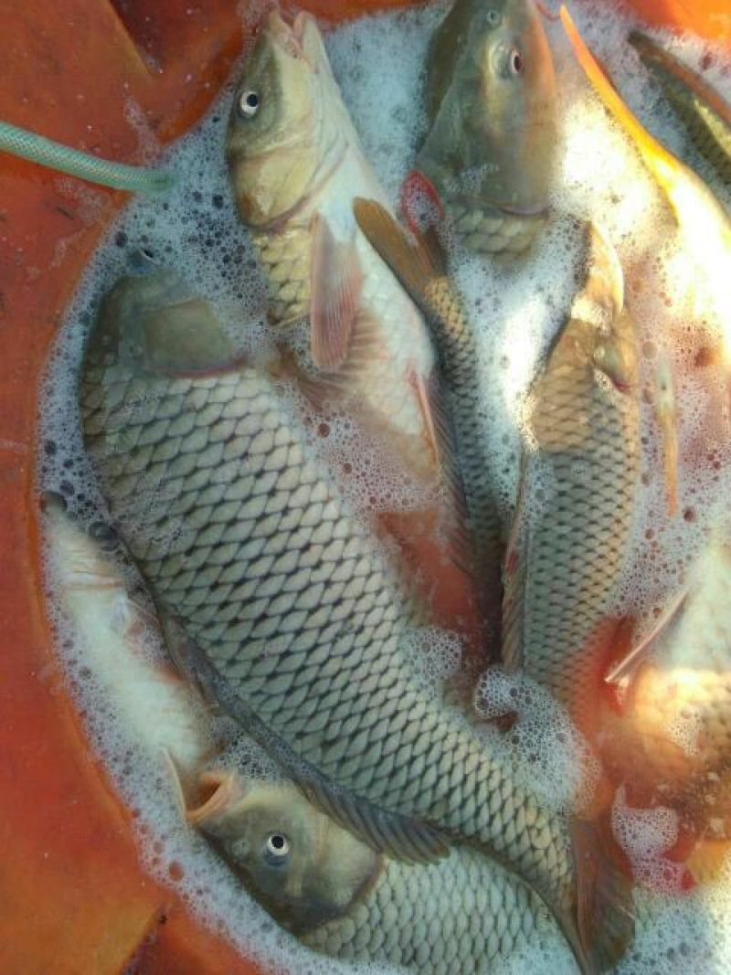 河鲤鱼1~2公斤食用