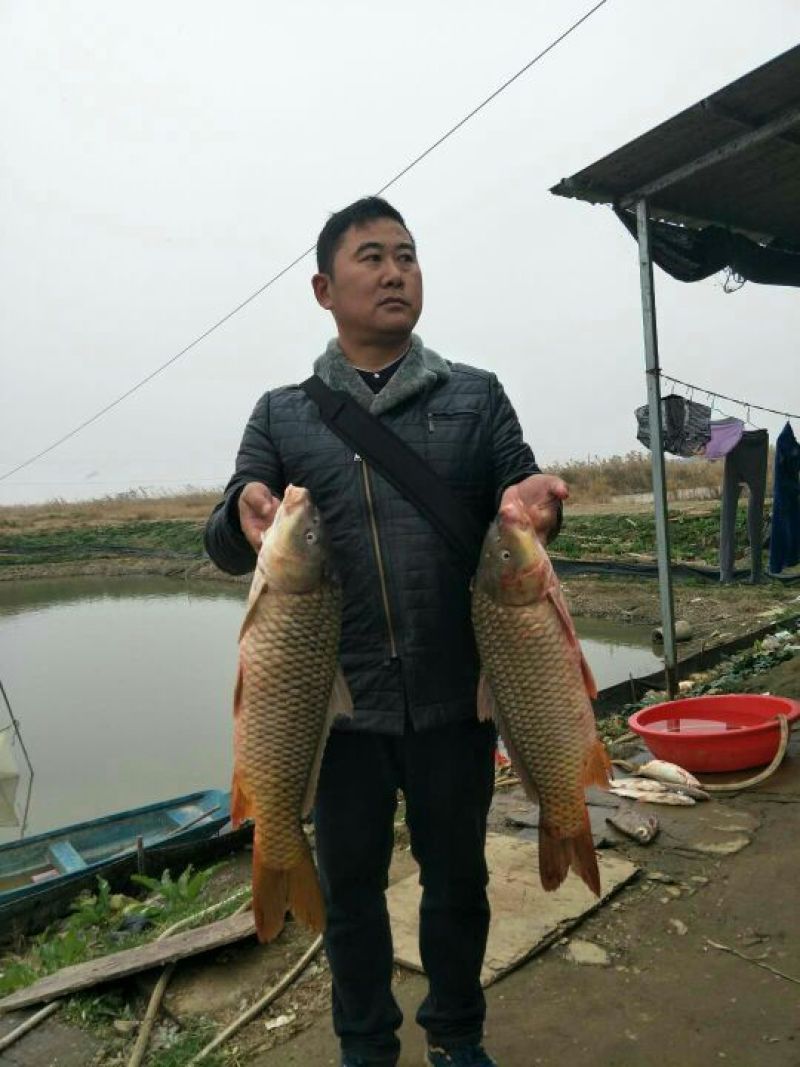 河鲤鱼1~2公斤食用