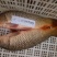 河鲤鱼1~2公斤食用